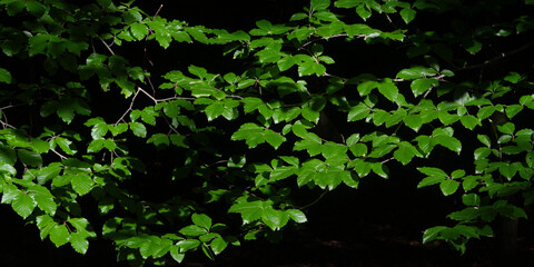 leaves
