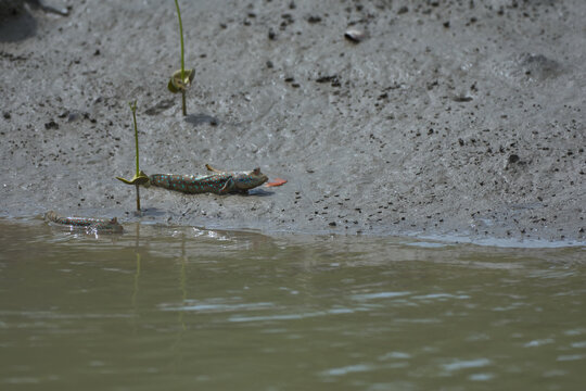Two mudskippers interacting on a tidal mudflat in the Sundarbans, West Bengal, India. A dynamic moment showcasing unique amphibious behaviour within the mangrove ecosystem.