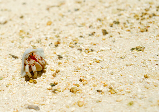 White shelled hermit crab or Pagurus bernhardus crawling across Pacific Island coral sand