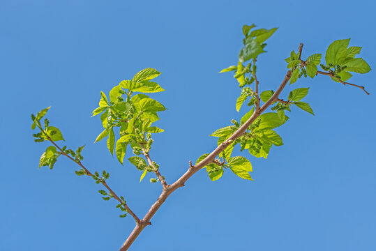 The mulberry tree is blooming against the blue sky