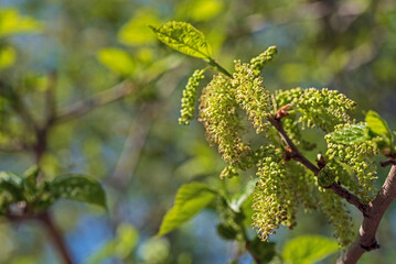 The mulberry tree is blooming against the blue sky