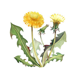 A yellow dandelion flower with a bud and green leaves on an isolated background. Watercolor illustration with a realistic wildflower. A clipart for summer themes and postcards.