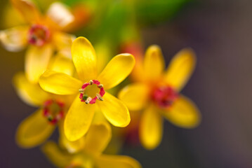 A close up of a yellow flower with red petals