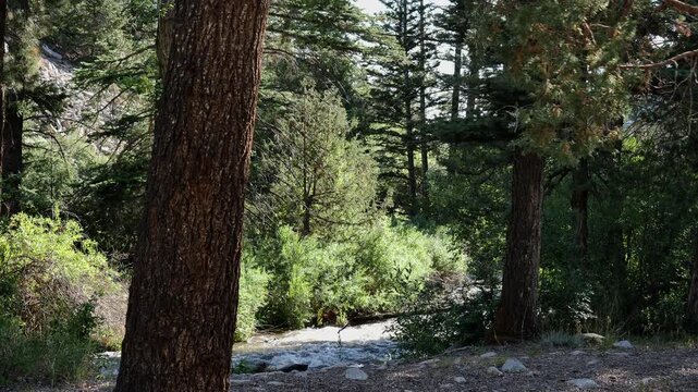 Cimarron River flows through Cimarron Canyon State Park in the Sangre de Cristo Mountains, along the Enchanted Circle Scenic Byway near Eagle Nest, New Mexico