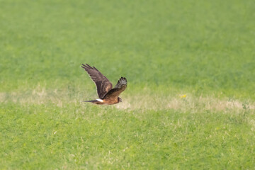 Pallid Harrier (Circus macrourus) Flying Over Farmland in Limassol, Cyprus