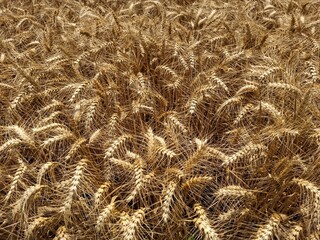 ears of wheat
