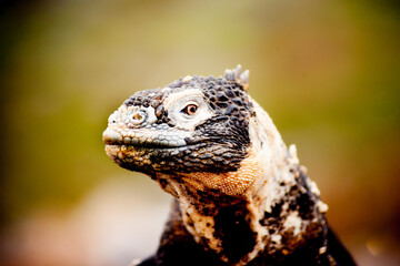 Marine iguana or Amblyrhynchus cristatus closeup unique reptile that spends much of its time foraging sea weeds on the islands volcanic rock beside colourful succulent vegetation.