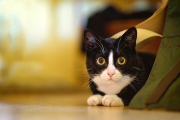 Black and white kitten peeks curiously out from behind a bag. Horizontal image with copy space. 
