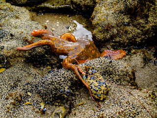 Orange octopus coming forward on rock showing its eight arms