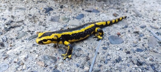 gros plan d'une salamandre jaune et noire à Aulon, Hautes-Pyrénées, France