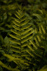 A Lush Green Fern