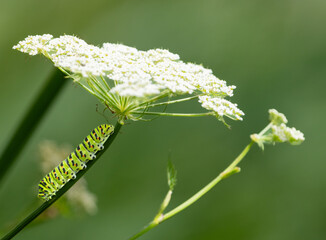 Swallowtail caterpillar or Papilio machaon britannicus on stem of favorite food the wild carrot or Queen Anne's Lace