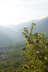 Fototapeta premium The view of Goynuk canyon from Ali mountain, Beldibi, Antalya region, Turkey 