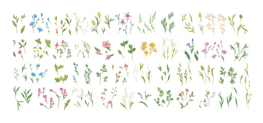 Floral set with colorful wild flowers and elegant branch. Botanical foliage for wedding invitation or wall art. Vector illustration