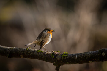 Bird (Robin) perched on a branch with a blurred bokeh background