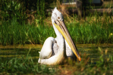 A Great White Pelican. Pelecanus onocrotalus swimming in the waters of lake