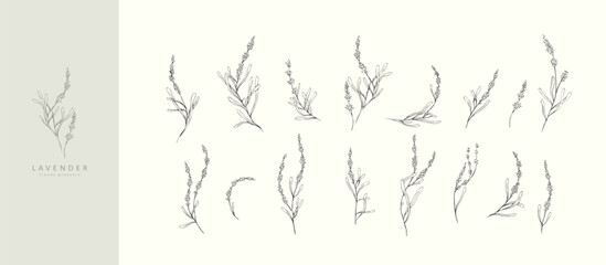 Fototapeta premium Set of lavender flowers and brances. Hand drawn botanical elements. Eelegant wildflowers for invitation