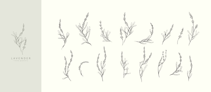 Set of lavender flowers and brances. Hand drawn botanical elements. Eelegant wildflowers for invitation