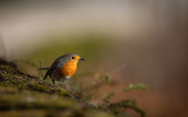 Closeup of european robin standing on the ground with blur mossy background
