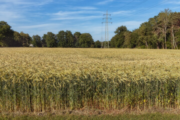 Cereal crops in the field in the middle of the summer