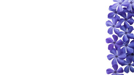  vibrant blue flowers in full bloom creating an elegant floral border . Isolated on transparent background, png