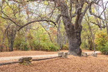A tree with a large trunk and leafless branches next to a wooden fence in autumn in the Herreria forest in San Lorenzo de El Escorial, Madrid province, Spain.
