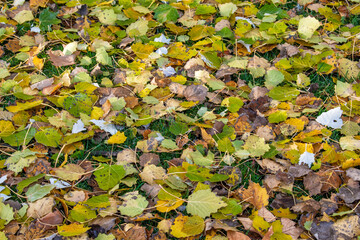 Background of grass with fallen leaves in autumn in yellow, green and brown colors
