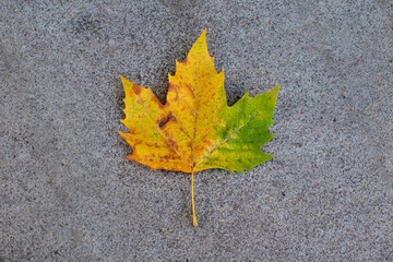 A maple leaf in shades of yellow and green, isolated, on a granite stone background