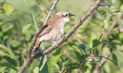 red backed shrike on branch