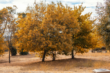 Two small trees with golden leaves in autumn in a forest