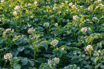 Potatoes blossom in the field, agricultural background