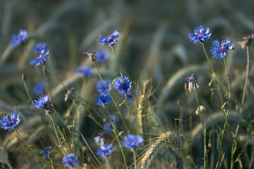 Blue cornflowers in the field of rye