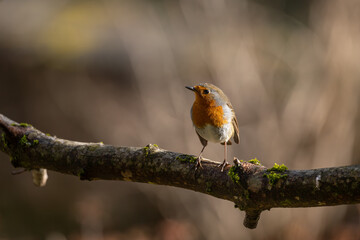 Bird (Robin) perched on a branch with a blurred bokeh background