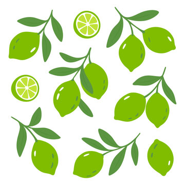 Green limes with branches. Flat design of citrus fruits and slices in vibrant green tones on white background