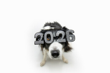 Funny 2026 dog, Border collie celebrating new year with glasses. From above. Isolated on white background