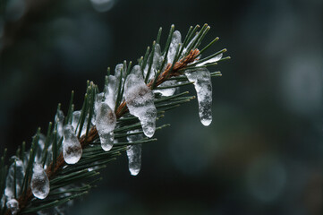Icy pine needles glisten in the winter light, evoking a serene and frosty atmosphere.