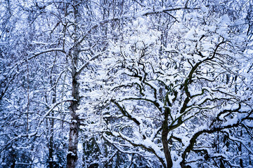 Snow covered trees in a winter forest coated in fresh white snow. A peaceful, cold seasonal landscape with natural patterns and textures. Selective focus.