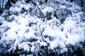 Winter landscape with snow covered branches of a bush. Atmosphere of a winter park. Selective focus.