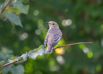 A spotted flycatcher bird, Muscicapa striata, perching on a branch, Old World flycatcher family, Corfu, Greece  