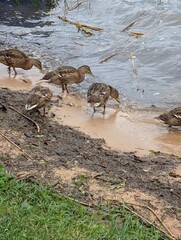 Naroch, Belarus, July 11, 2025. Ducks on the sandy shore of a lake.