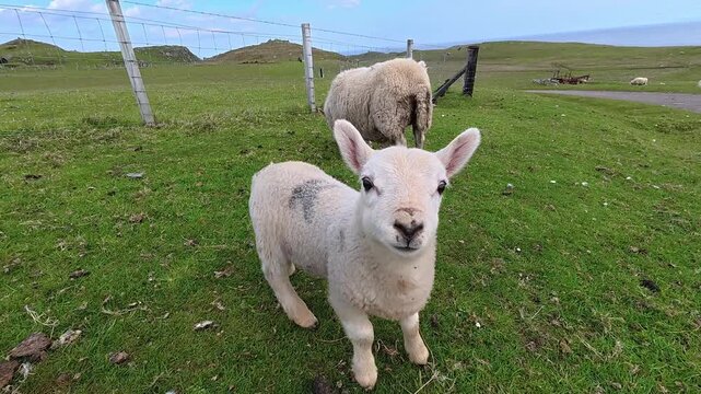 argyll and bute, aros, aros park, background, beautiful, cascade, cataract, cliff, environment, falls, flowing, forest, hebrides, inner hebrides, island, isle, isle of mull, landscape, mountain, mull,