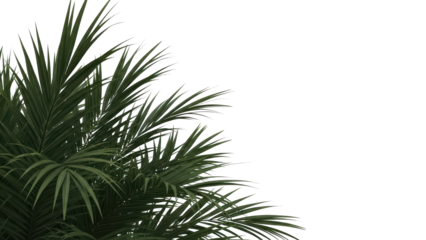 Palm Fronds on White Background - Tropical Leaves, Summer, Nature, Copy Space