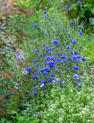 Flower bed with blooming flowers in the garden. Сolourful mixed flower.