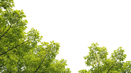Green Leaves and Branches Against White Sky, Nature Background