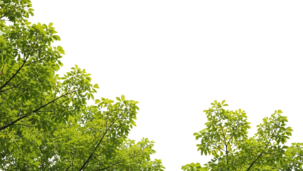 Green Leaves and Branches Against White Sky, Nature Background