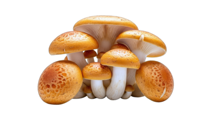 Mushrooms Grouped on White Background