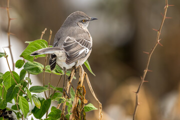 Northern mockingbird perched in a tree with green leaves.