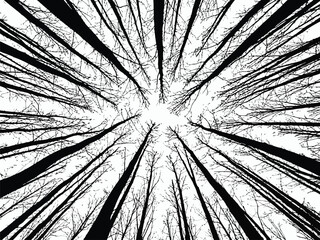 Obraz premium Winter trees silhouettes collection looking up through tall, bare tree trunks towards the bright sky, abstract perspective, high contrast black and white silhouette