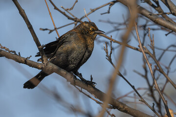 Rusty blackbird perched on a tree, its nictitating membrane partially covering its eye.