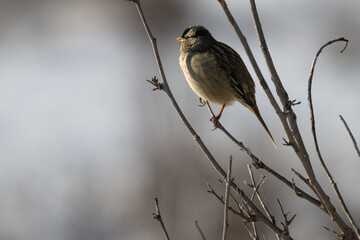 White-crowned sparrow in partial shadow perched on a branch.